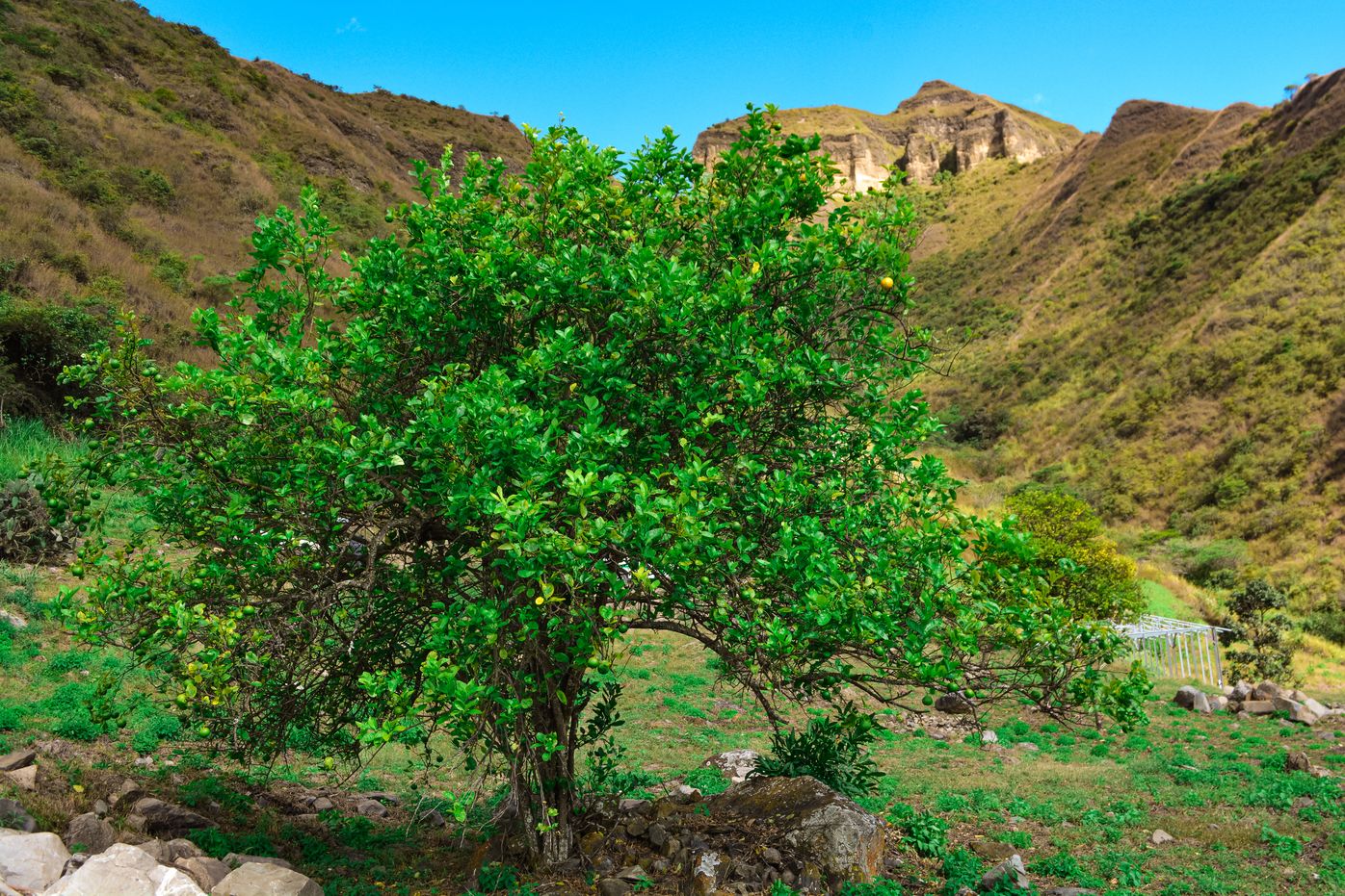 Image description here